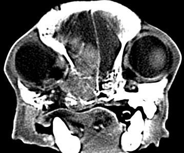 КТ при вестибулярных нарушениях у кошки