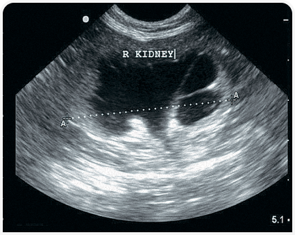Комплексная оценка органов брюшной полости