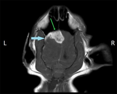 МРТ при неврологических симптомах у кота