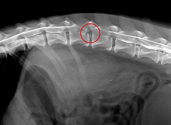 МРТ и последующее лечение у таксы